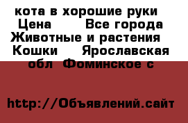 кота в хорошие руки › Цена ­ 0 - Все города Животные и растения » Кошки   . Ярославская обл.,Фоминское с.